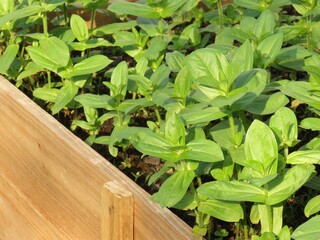 Zinnias growing in a garden bed. Seedlings growing in a garden bed. 