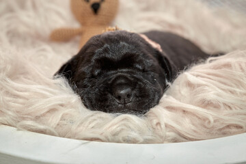 Adorable newborn Cane Corso puppy lying down and sleeping peacefully. The puppy is a purebred...