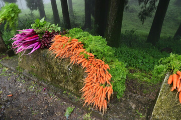 Mules, Beets and carrots and other vegetables are being sold at roadside market, Darjeeling, West...