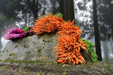Mules, Beets and carrots , vegetables are being sold at roadside market, Darjeeling, West Bengal,...