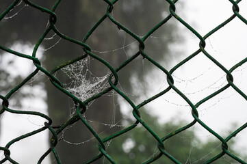 Fototapeta premium Dew drops on spider cobweb at Mahakal Temple or Mahakal Mandir, monsoon at Darjeeling,West Bengal,India.