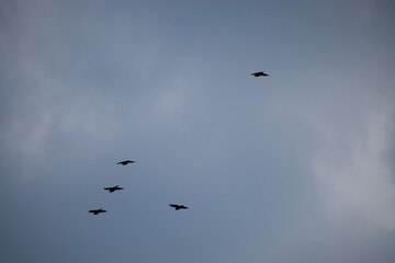 birds flying in the sky