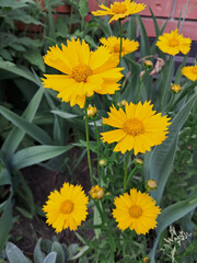 Fototapeta premium Cluster of Yellow Coreopsis with Ruffled Petals