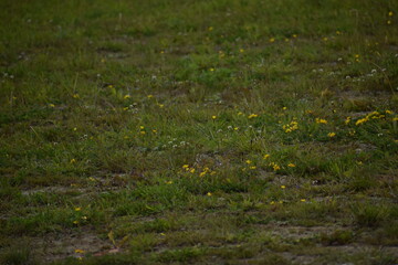 green grass in the wind