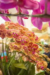 The orchid is extremely pretty