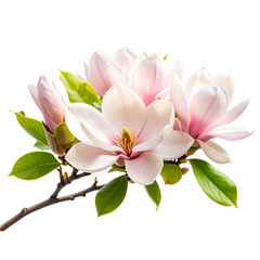 Curved Botanical Magnolia Twig with Blossoms in Pastel Tones, Isolated PNG"