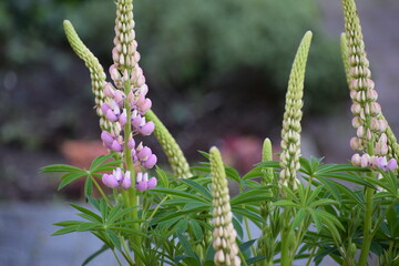 green grass in the garden