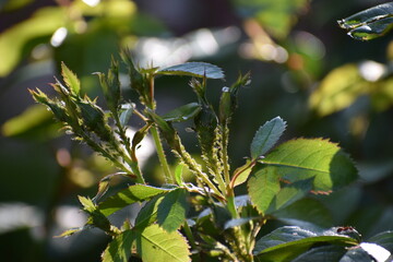 branch of a tree with leaves