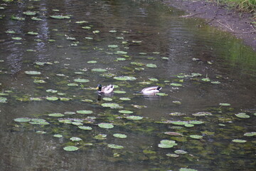 ducks on the river