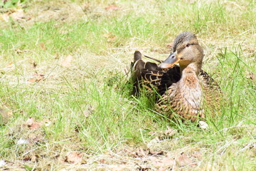 female mallard duck