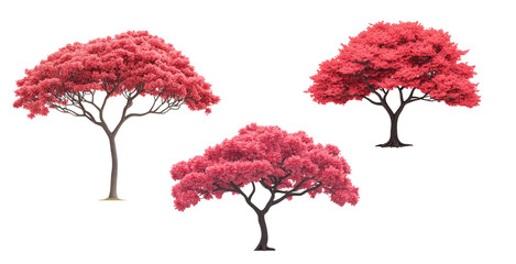 Vibrant pink flowering trees transparent background nature scene high-quality images