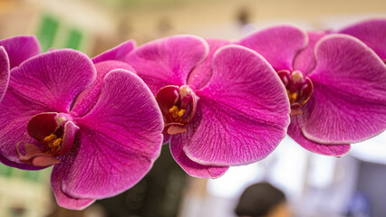 The orchid is extremely pretty