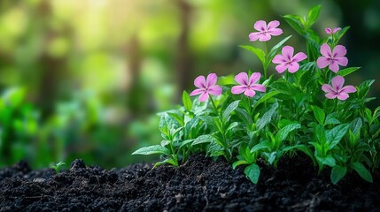 Pink flowers in rich soil, soft sunlight