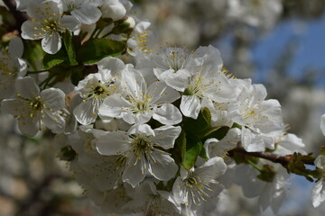 Delicate White Cherry Blossoms in Serene Spring