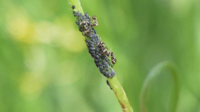 Macro view of ants with Black bean aphids on a plant against blurred green background