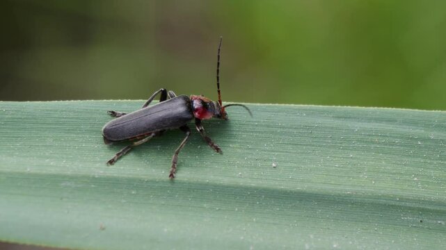 Macro footage of Cantharis fusca sitting on green leaf against blur background