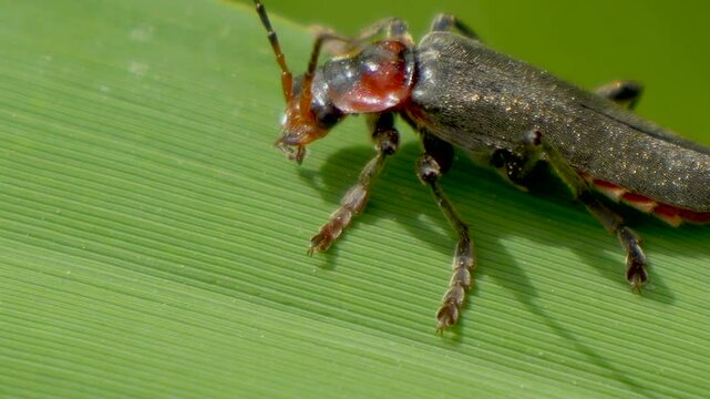 Macro footage of Cantharis fusca sitting on green leaf in sunlight against blur background