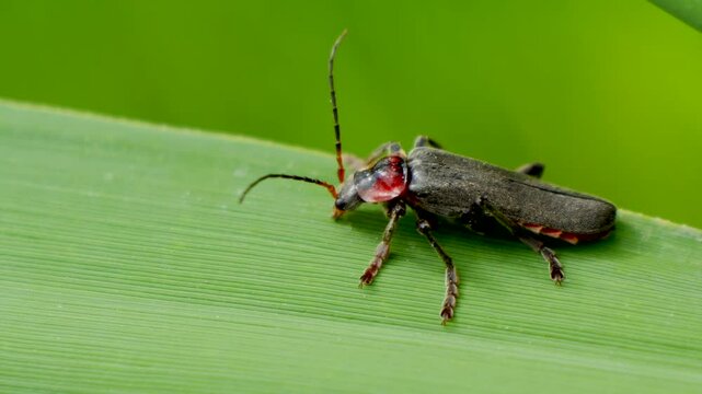 Macro footage of Cantharis fusca sitting on green leaf against blur background