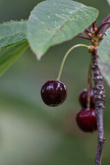 Bright red ripe wild cherry hanging from a tree branch in summer. The vibrant fruit contrasts beautifully with lush green leaves, capturing the essence of freshness, nature, and seasonal abundance.