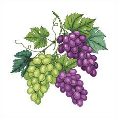 Obraz premium Grapes-vector