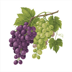 Fototapeta premium Grapes-vector