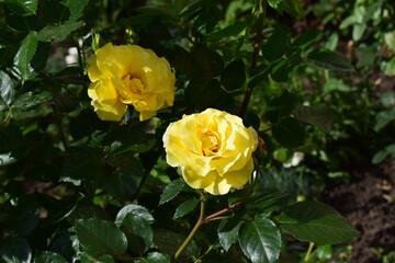 A yellow flowers of a rose plant. Bright Green Foliage Surrounding Golden Blossoms