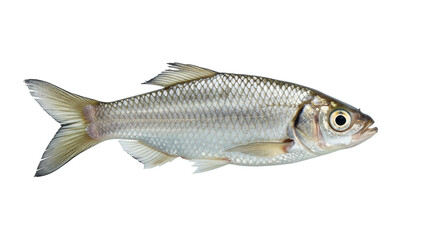 Isolated Silver Fish Swimming in Profile View