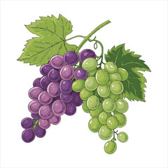 Fototapeta premium Grapes-vector