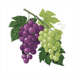 Grapes-vector