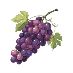 Fototapeta premium Grapes-vector