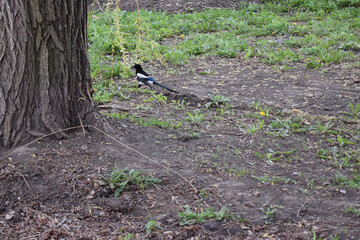 Peaceful Wildlife Moment with Magpie