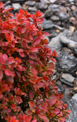 Ornamental Berberis Branch Over Defocused Decorative Bark Soil Stock Photo for Vertical Story 