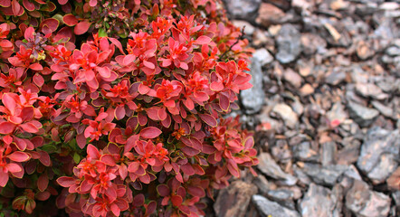 Beautiful red leaves of a creeping ornamental shrub against the background of blurred ornamental bark on the ground  
