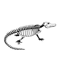 Alligator Skeleton: A Detailed Skeletal Drawing of an Alligator