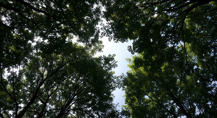 Obraz premium Looking Up Green Tree Canopy With Sunlight And Clear Sky View