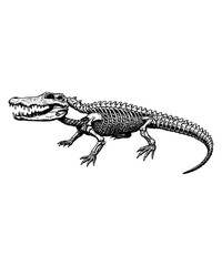 Detailed Skeletal Drawing of an Alligator in Profile View