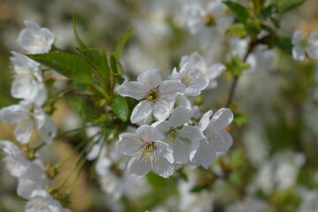 A Symphony of White: Cherry Blossoms in Soft Focus