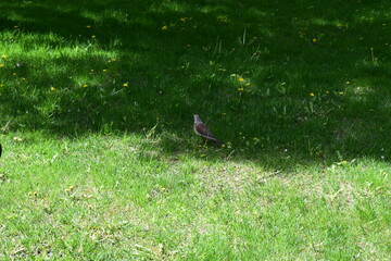 Fieldfare: A Beautiful Moment on Green Grass