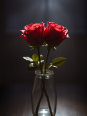 red roses in a vase, dark rose photography, dramatic flower lighting, vintage rose decor, artistic flower still life, red rose in glass vase, moody floral arrangement, romantic shadow flowers