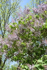 A flowering tree, lilacs, with numerous small lilac or lavender flowers. Lilac Tree in Spring Bloom
