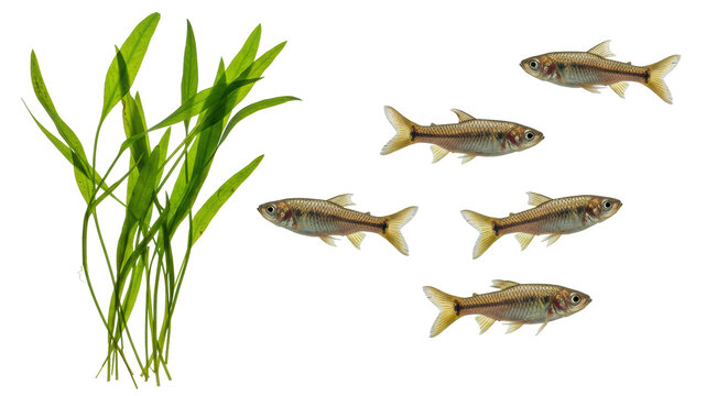 Isolated Group of Fish Swimming near Aquatic Plants