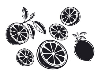 Citrus Fruit Illustration Set