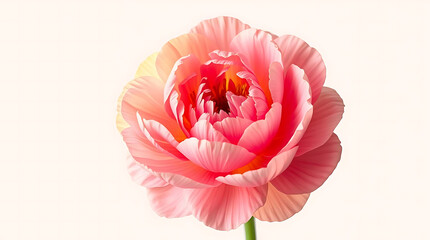 Isolated single paper peony flower made from crepe paper
