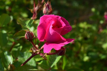 A bright pink rose in bloom, surrounded by green leaves. Illuminated Rose Amongst Green Leaves
