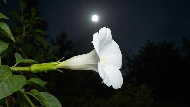 White flower blooming under a full moon at night