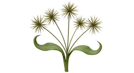 Isolated Ornamental Plant Arrangement with Starburst Flowers