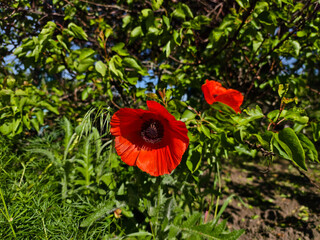 Bright red poppy flower blooms in a green garden on a sunny day.