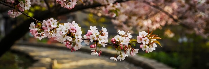 Cherry blossom branch arching over stone pathway in Japanese garden &ndash; ideal for springtime, cultural, or tranquil garden scenes