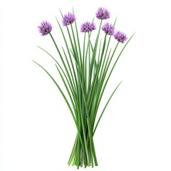 Bunch of chive blossoms isolated on white background