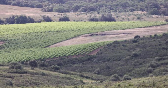 Bataille dans les airs entre deux rapaces, un busard cendr&eacute; et une buse variable